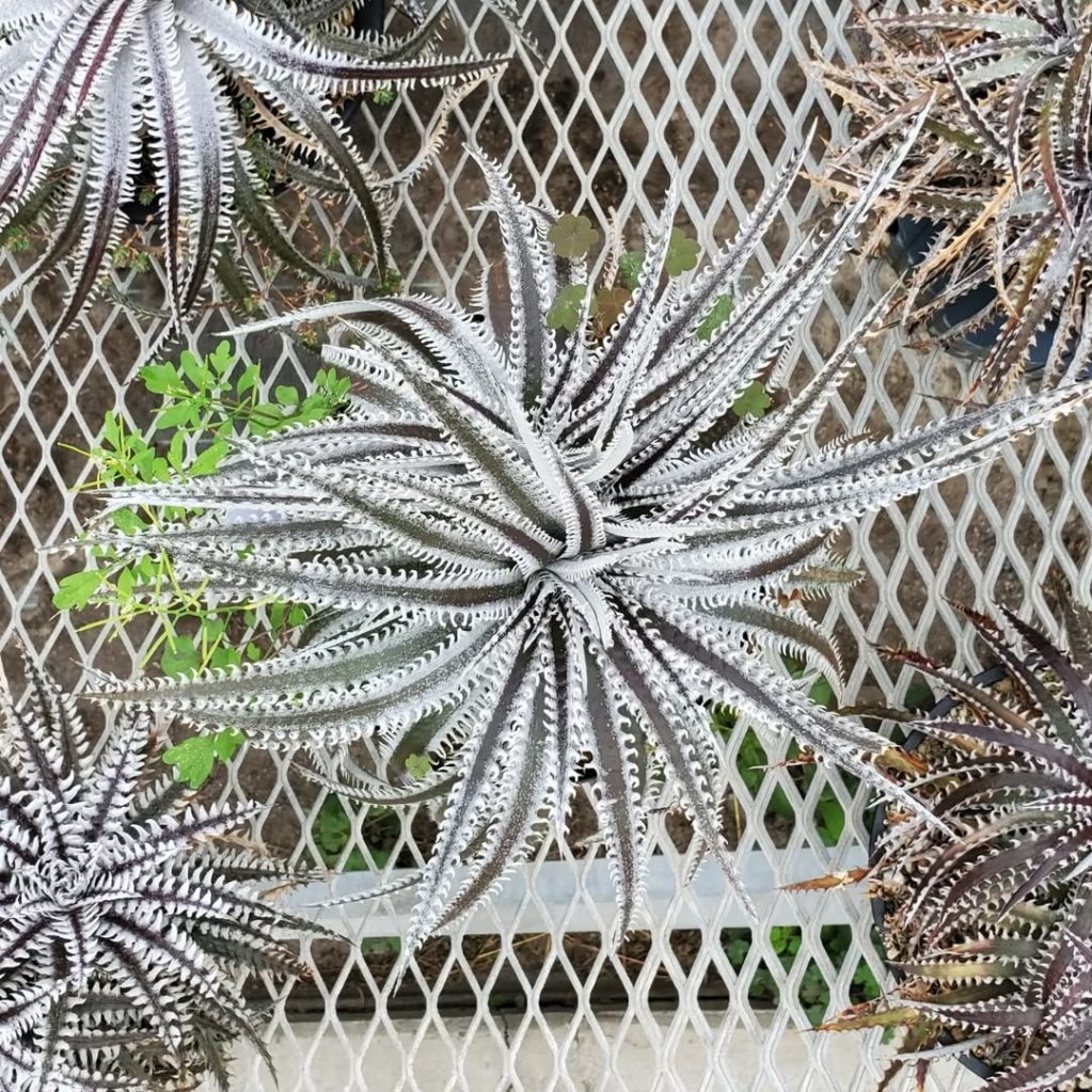 ディッキア・サンタクロース：Dyckia 'Santa Claus' | Dyckia Maniax