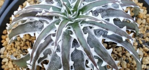 ディッキア：Dyckia ('Toothy' x 'Richard Kaz') x 'Silver Star