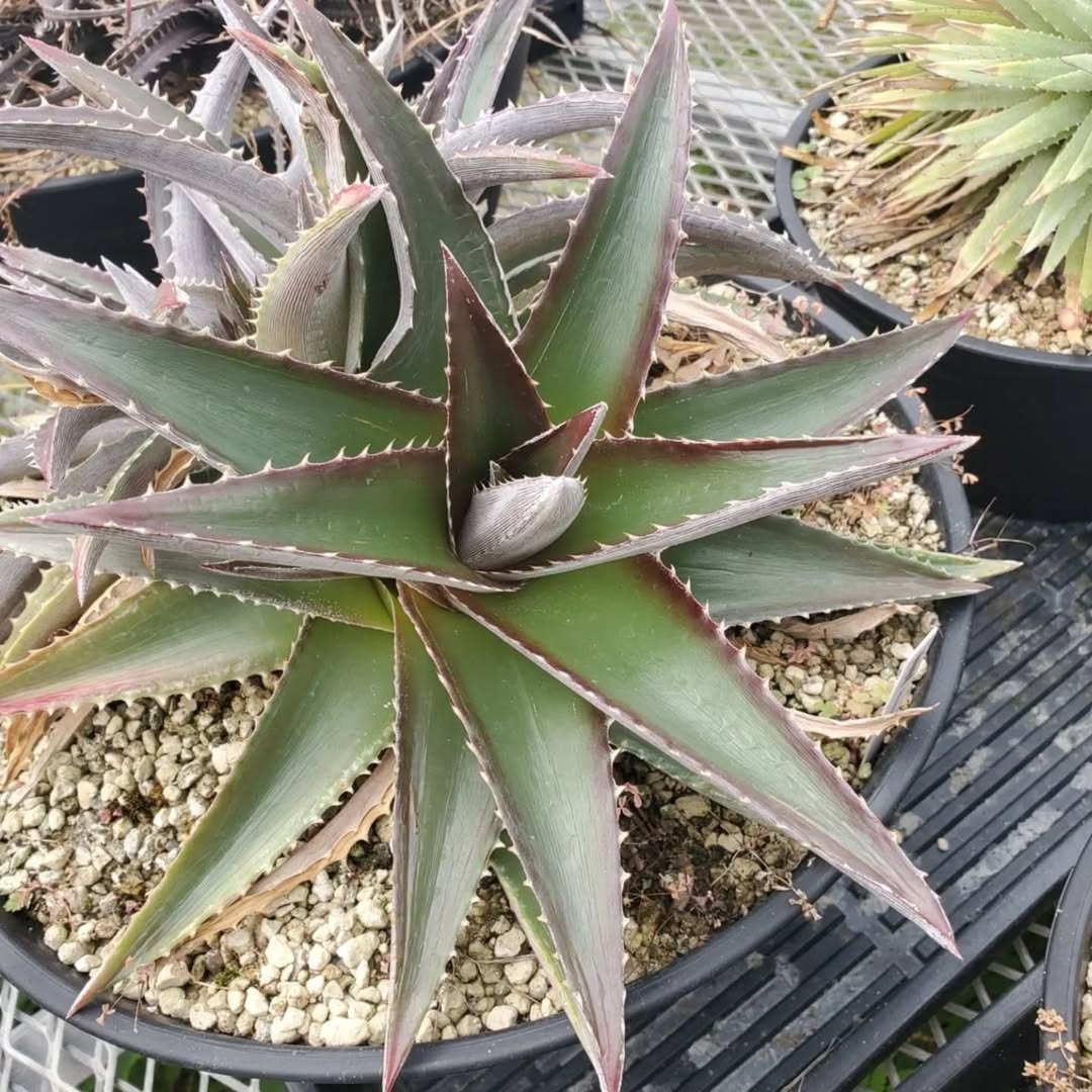 ディッキア：Dyckia 'Big Boy' F2 | Dyckia Maniax